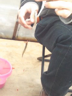 ���J�T�M�ނ�I