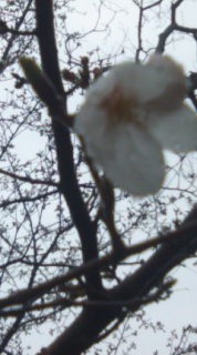 �t�ɂȂ邩��