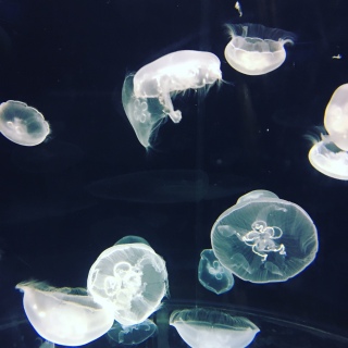 �����ԉ�