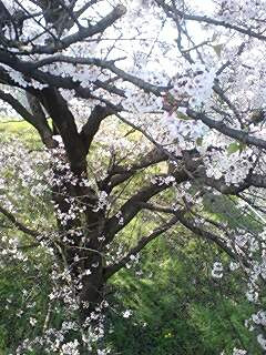 �T�����ƂɖO������ ��ɂ���