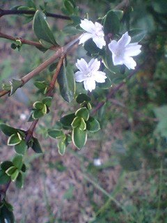 �����Ɨ�����