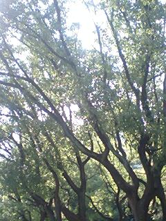 �����̂��Ђ邲�͂�B