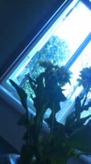 ���̂Ƃ��̌��t�Ɍ��点�Ȃ���