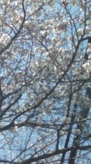 ���̖�̉��y